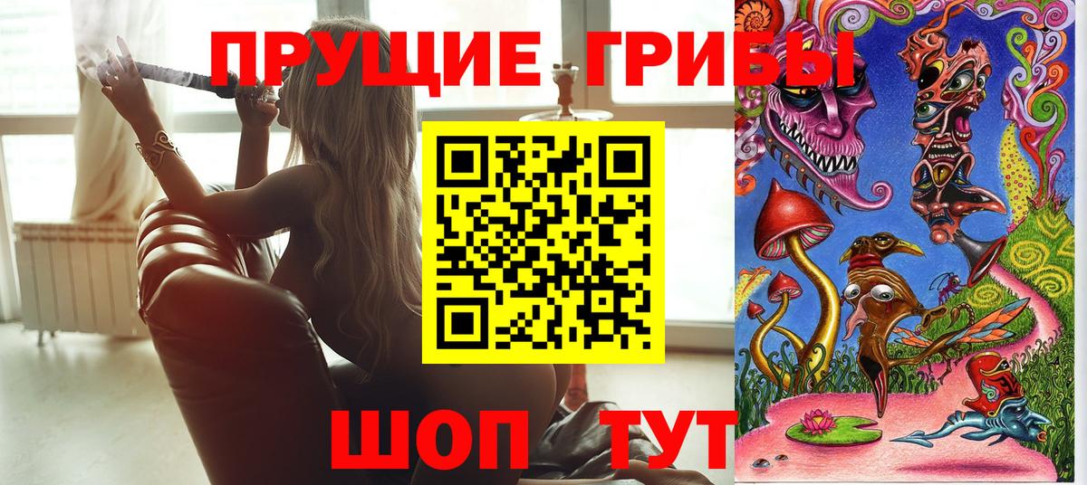 Псилоцибиновые грибы Psilocybe Кизилюрт